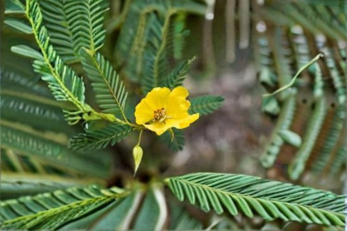 Partridge Pea Seeds, Yellow Wildflower, Annual Garden Meadow Plant, Chamaecrista fasciculata, 100 Seeds