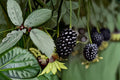 Natchez Blackberry 5 Cuttings – Rubus fruticosus Fruit Bramble
