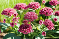 Pink Swamp Milkweed Seeds - Asclepias incarnata Native Wildflower for Pollinators & Garden Beds, 15 Seeds