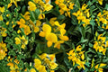 Bird’s Foot Trefoil Seeds Lotus corniculatus Yellow Wildflower Perennial Garden Meadow Plant Border Flower 100 Seeds