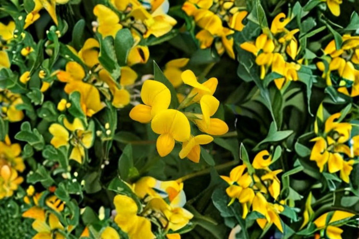 Bird’s Foot Trefoil Seeds Lotus corniculatus Yellow Wildflower Perennial Garden Meadow Plant Border Flower 100 Seeds