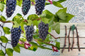Kyoho Grape 3 Cuttings – Vitis vinifera Fruit Vine for Propagation