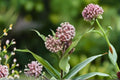 Common Milkweed Seeds - Pink Wildflower, Asclepias syriaca, Butterfly Garden, Native Perennial, Pollinator Attracting, 15 Seeds
