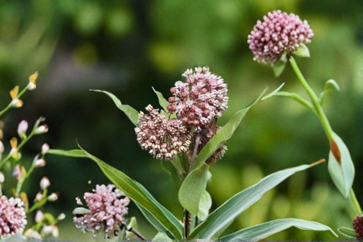 Common Milkweed Seeds - Pink Wildflower, Asclepias syriaca, Butterfly Garden, Native Perennial, Pollinator Attracting, 15 Seeds