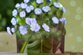 Perennial Blue Flax Seeds Linum perenne Wildflower Garden Meadow Border Flower 100 Seeds