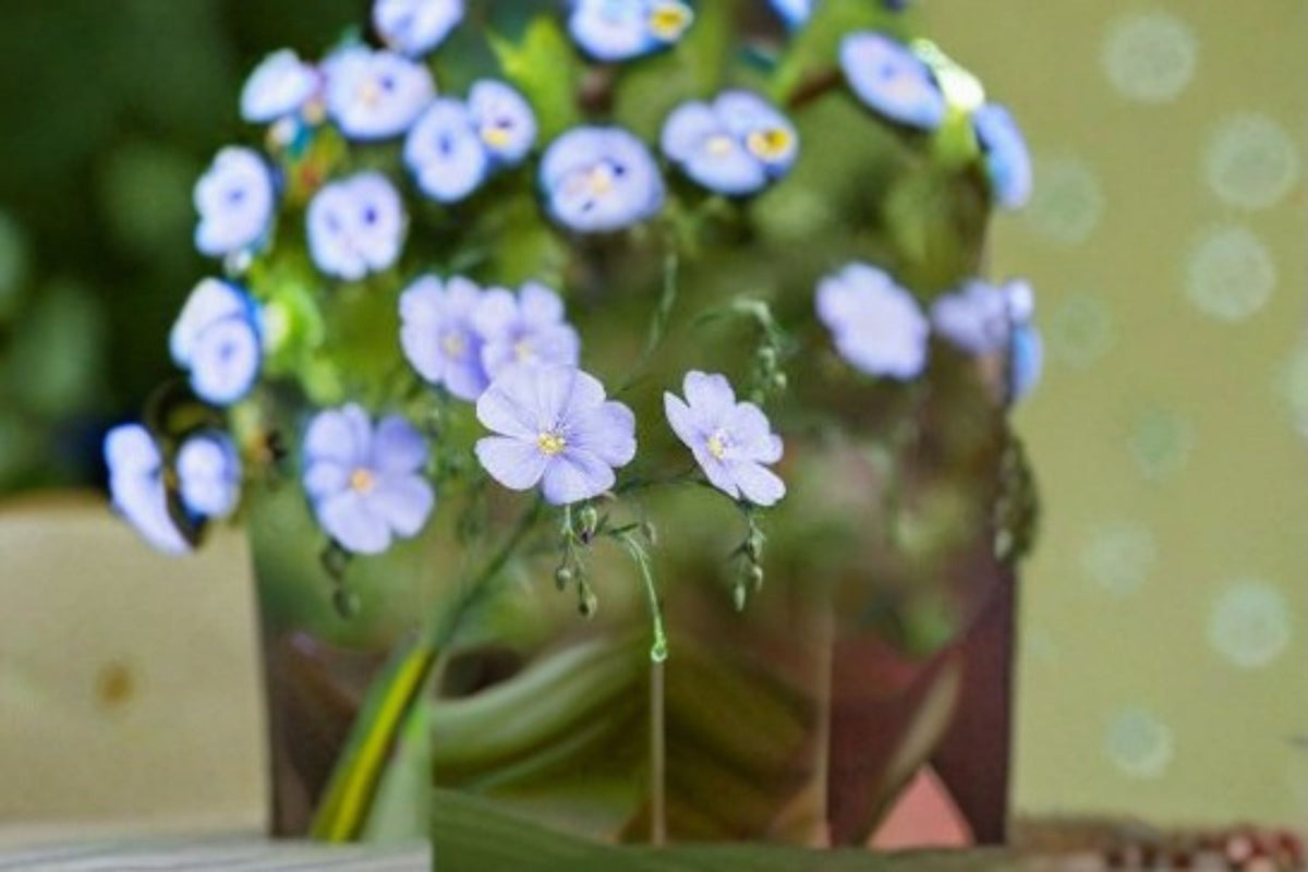 Perennial Blue Flax Seeds Linum perenne Wildflower Garden Meadow Border Flower 100 Seeds