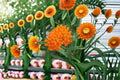 Butterfly Weed Seeds, Asclepias tuberosa, Native Wildflower, Orange, Pollinator Garden Planting, Perennial, 15 Seeds