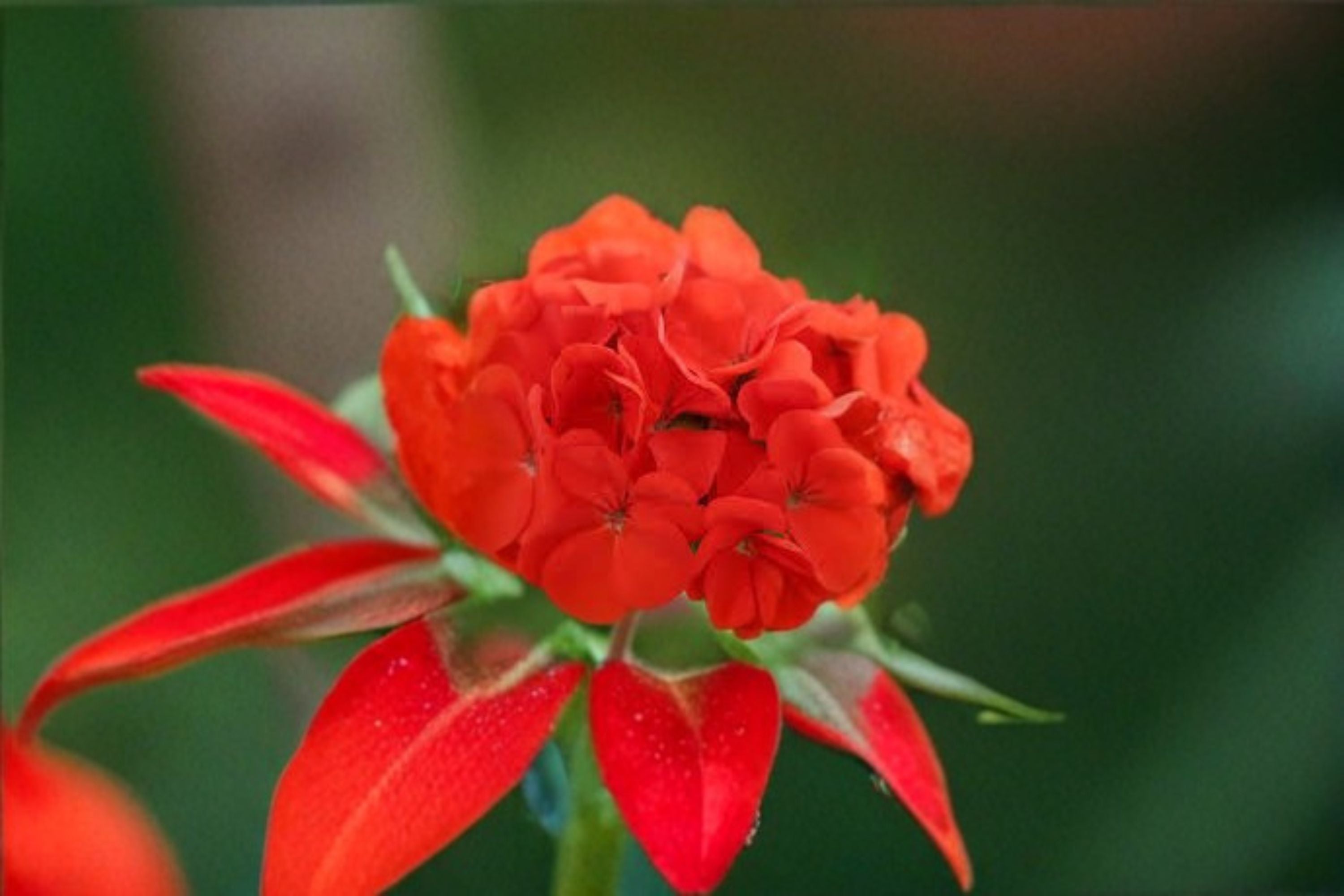 Red Geranium 6 Cuttings – Pelargonium Flowering Plant for Garden and Containers