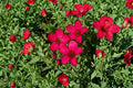 Scarlet Flax Seeds 100 Pack - Red Wildflower, Annual Garden Flower, Linum grandiflorum rubrum, Meadow & Border Plant