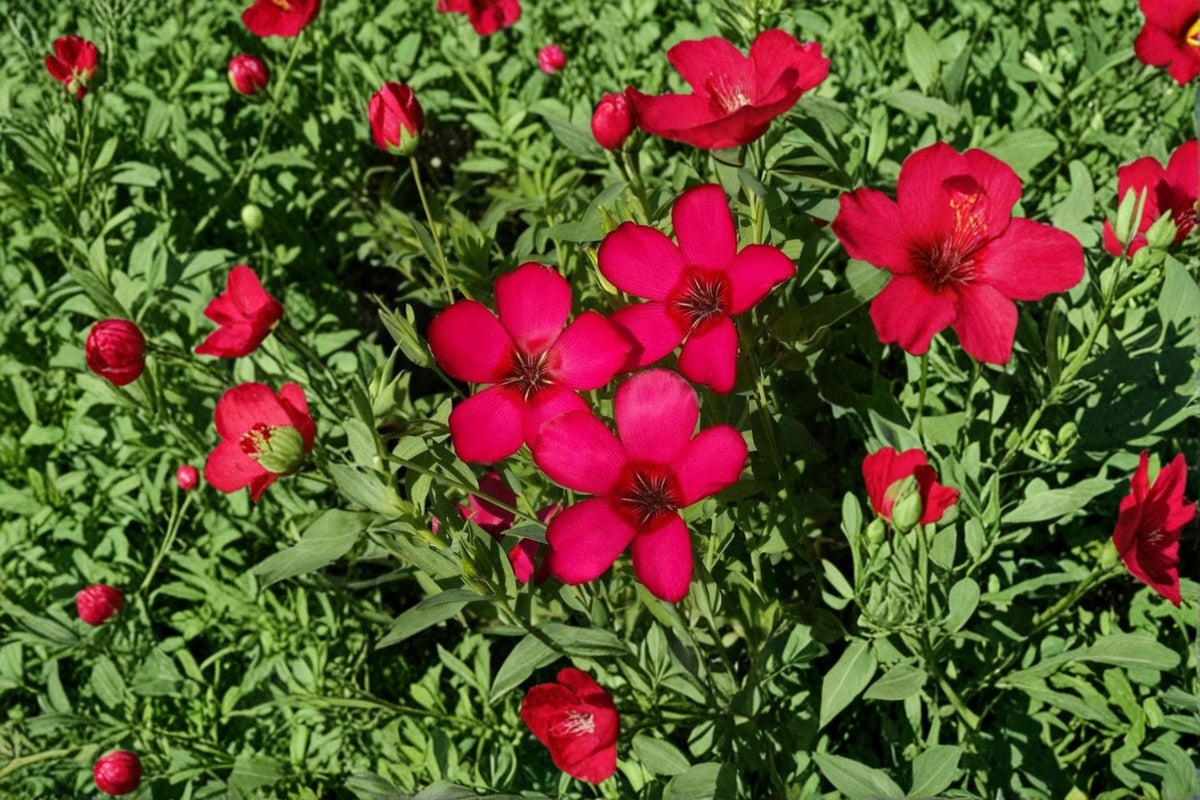 Scarlet Flax Seeds 100 Pack - Red Wildflower, Annual Garden Flower, Linum grandiflorum rubrum, Meadow & Border Plant