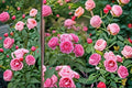 Damask Rose 10 Cuttings – Rosa damascena Shrub Rose for Propagation