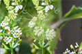 Whorled Milkweed Seeds, Asclepias verticillata, Native Wildflower, Butterfly and Pollinator Garden Seeds, 30 Seeds