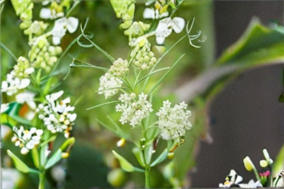 Whorled Milkweed Seeds, Asclepias verticillata, Native Wildflower, Butterfly and Pollinator Garden Seeds, 30 Seeds