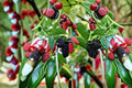 Dwarf Everbearing Mulberry Plant Morus nigra - Compact Fruit Tree