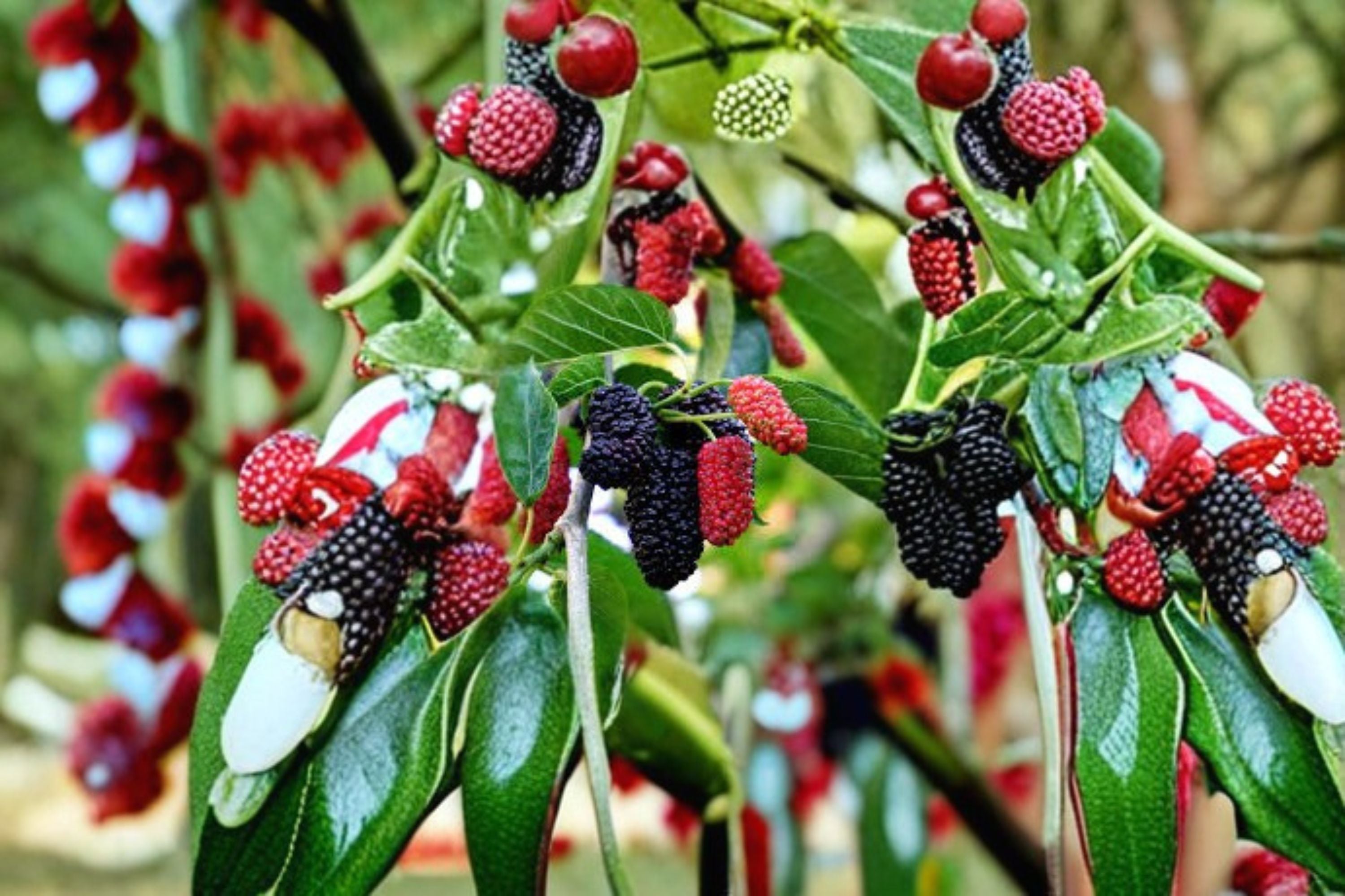 Dwarf Everbearing Mulberry Plant Morus nigra - Compact Fruit Tree