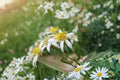 Flat-topped Aster Seeds | White Wildflower Native Perennial | Doellingeria umbellata | Pollinator Friendly Garden Seeds