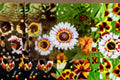 Painted Daisy Seeds Glebionis Carinata Tricolor Annual Flower for Garden Borders and Meadow Planting, 100 Seeds