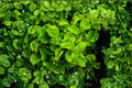 Brazilian Spinach 4 Cuttings – Alternanthera sissoo Edible Leafy Vegetable