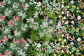 Big Leaved Aster Seeds - Eurybia macrophylla Woodland Wildflower for Shade Gardens, Perennial, Lavender Blooms, 100 Seeds