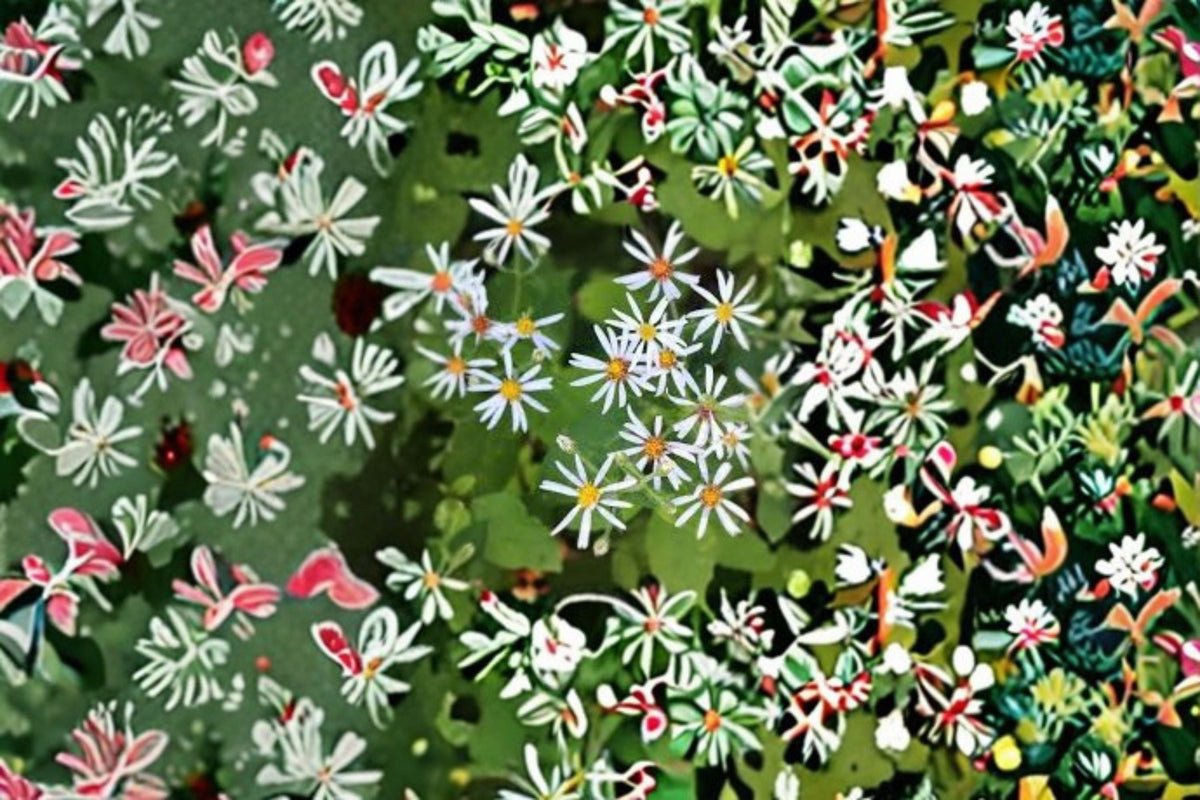 Big Leaved Aster Seeds - Eurybia macrophylla Woodland Wildflower for Shade Gardens, Perennial, Lavender Blooms, 100 Seeds