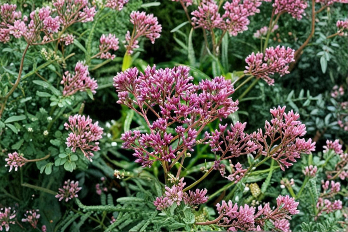 Joe Pye Weed Seeds - Eutrochium maculatum Pink Wildflower for Pollinator Gardens, Perennial, Tall Growing Plant, 100 Seeds