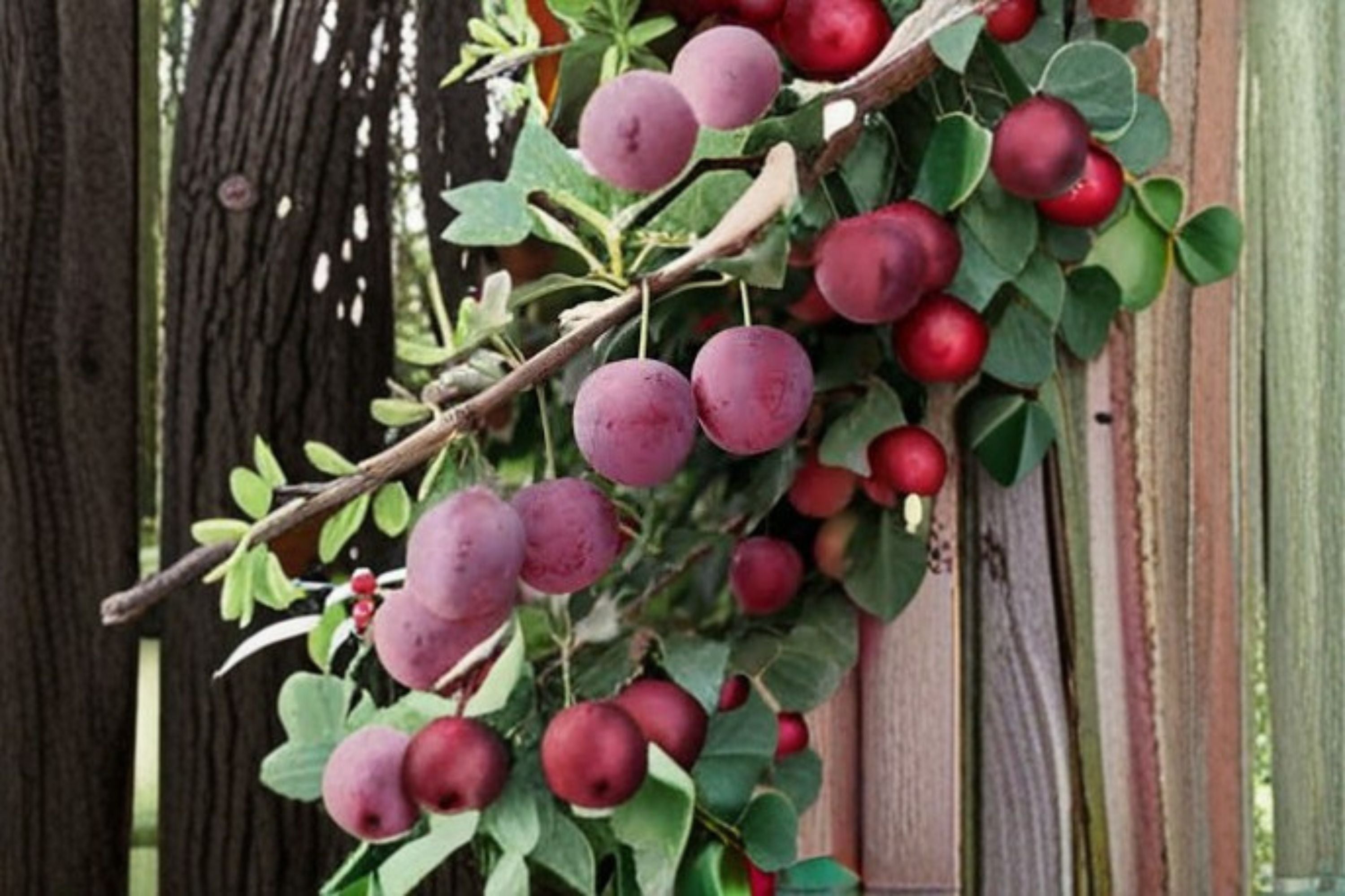 American Plum 12 Cuttings – Prunus americana Deciduous Fruit Tree