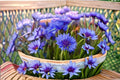 Blue Bachelor’s Button Seeds, Centaurea cyanus, Wildflower, Annual Garden Flower, Meadow Plant, 100 Seeds