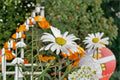 Oxeye Daisy Seeds – White Wildflower Perennial Flower Seeds, Leucanthemum vulgare, 100 Seeds