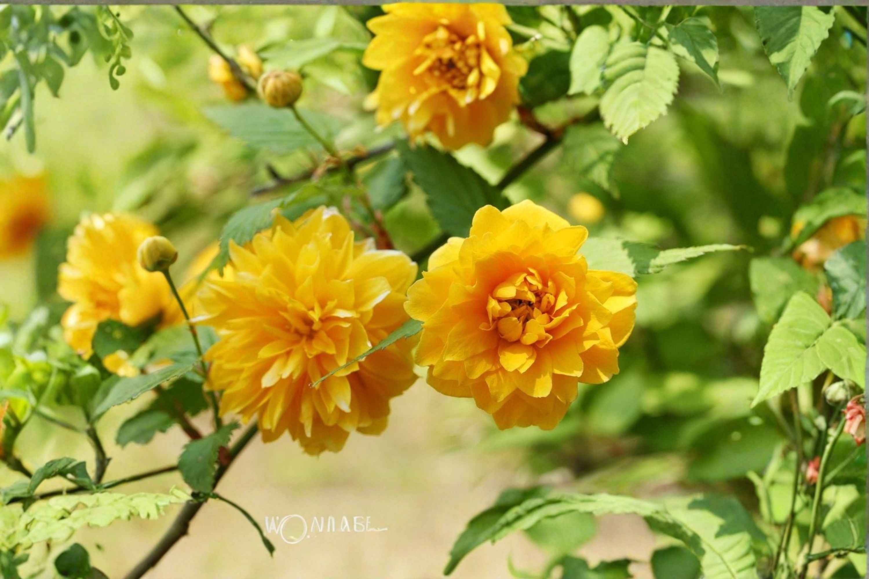 Japanese Kerria 8 Cuttings – Kerria japonica Flowering Shrub