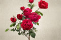 230 Ligare Rose Live Plant – Fragrant Japanese Peony Rose, Own Root Shrub