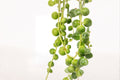 String of Pearls Plant – Senecio rowleyanus Succulent in 4-Inch Planter