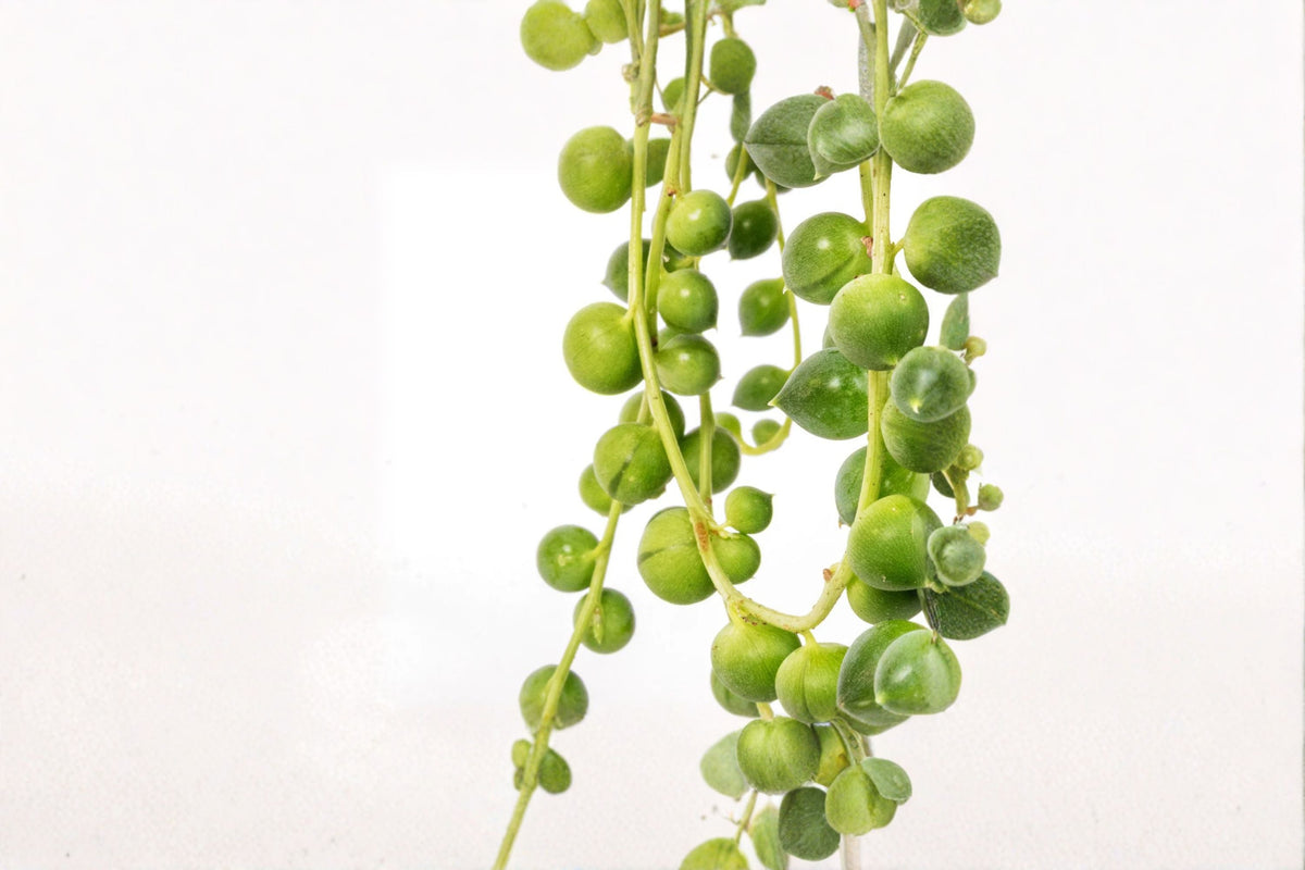 String of Pearls Plant – Senecio rowleyanus Succulent in 4-Inch Planter