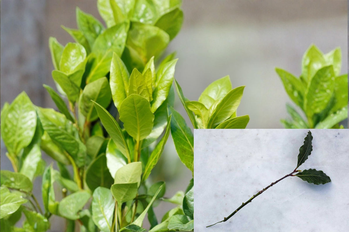 Bay Laurel Cuttings 5 Pack – Laurus nobilis, Culinary Herb, Evergreen Aromatic Shrub, Propagation Plant