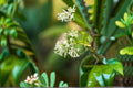 Night Blooming Jasmine Live Plant – Fragrant White Flowering Evergreen Shrub