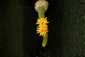 Hildewintera Humkes Kleine Gelber - Trailing Hybrid Cactus Plant