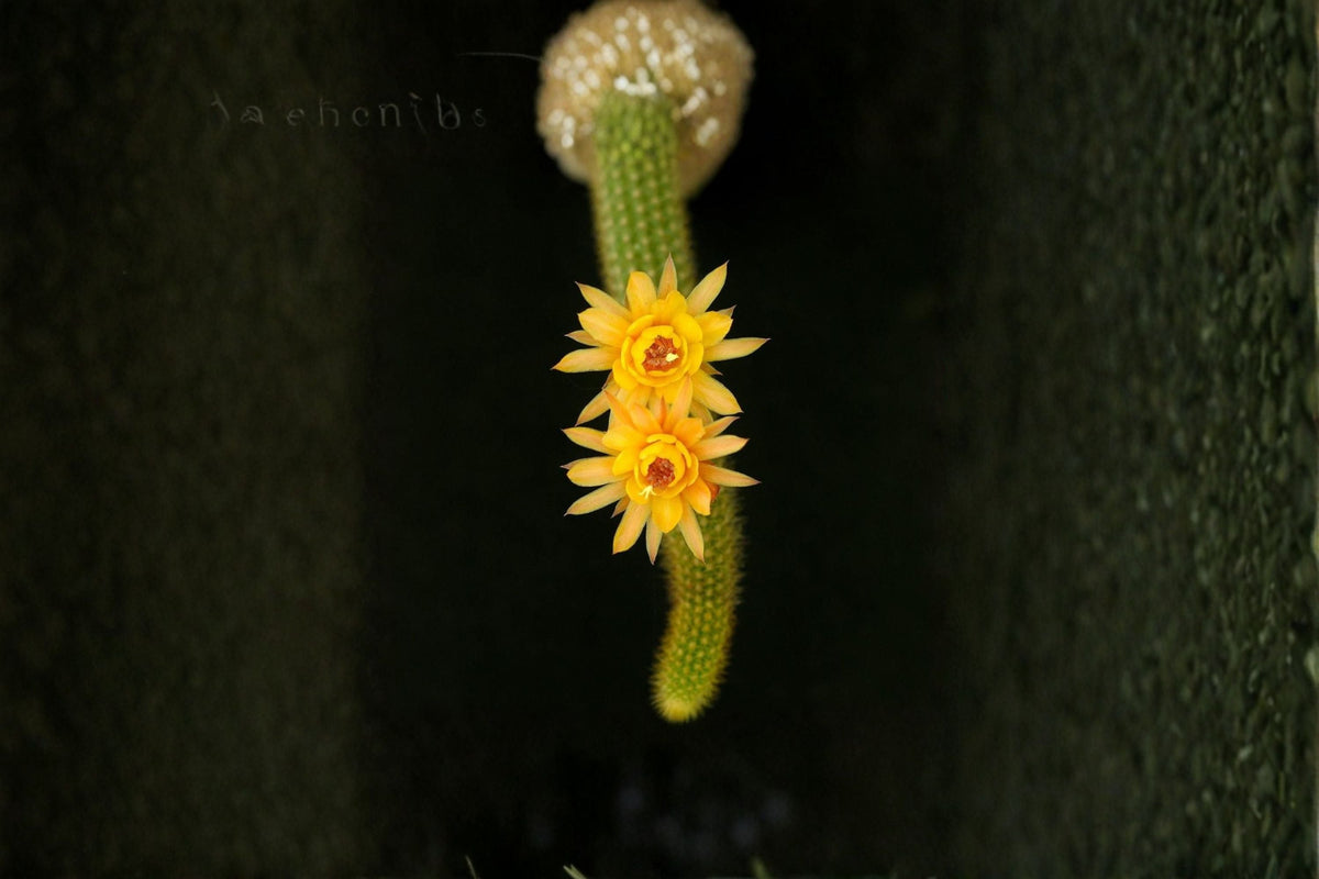 Hildewintera Humkes Kleine Gelber - Trailing Hybrid Cactus Plant