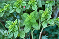 Lemon Balm Seeds Melissa officinalis Perennial Herb Garden Seeds, Green Foliage, 100 Pack