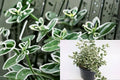 Emerald Gaiety Euonymus Plant – Evergreen Variegated Shrub for Groundcover & Borders