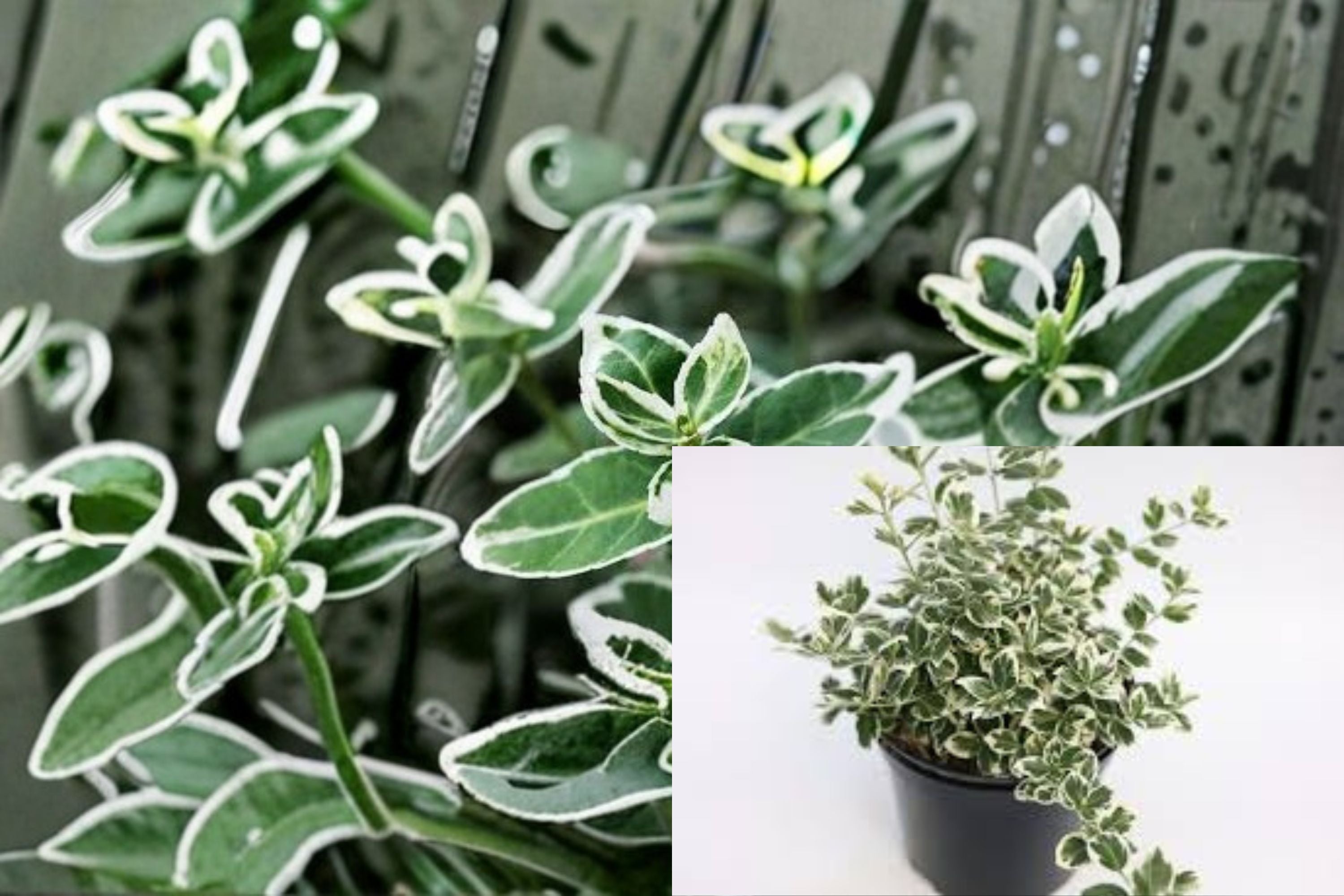 Emerald Gaiety Euonymus Plant – Evergreen Variegated Shrub for Groundcover & Borders
