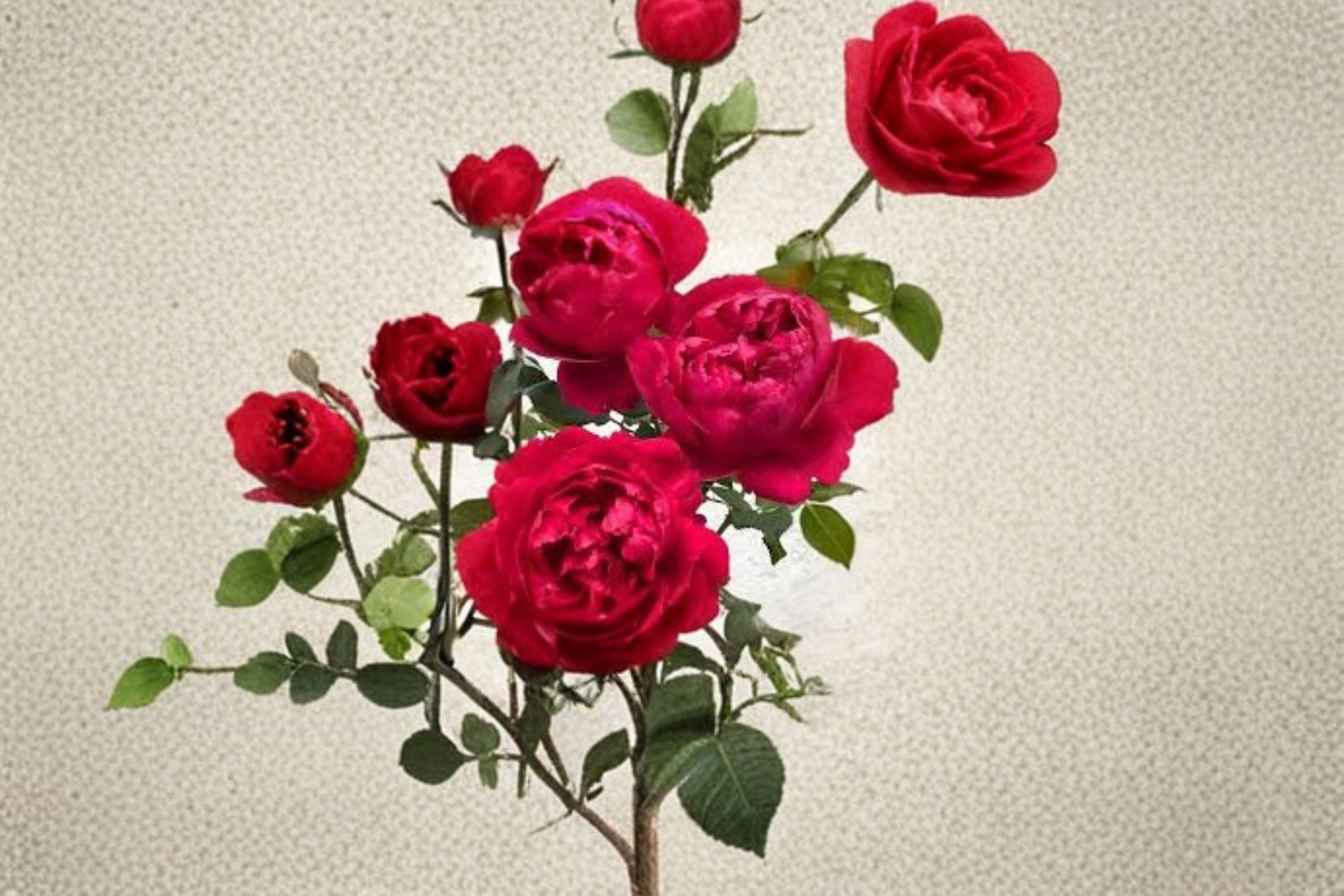 230 Ligare Rose Live Plant – Fragrant Japanese Peony Rose, Own Root Shrub