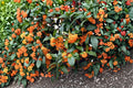Apricot Echo Tea Olive Plant – Osmanthus fragrans Evergreen Shrub