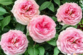 Gossip Girl Rose 1 Plant – Ornamental Shrub Rose Rosa sp.