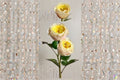 Teresa Rose Live Plant – Repeat Blooming Ornamental Cut Rose