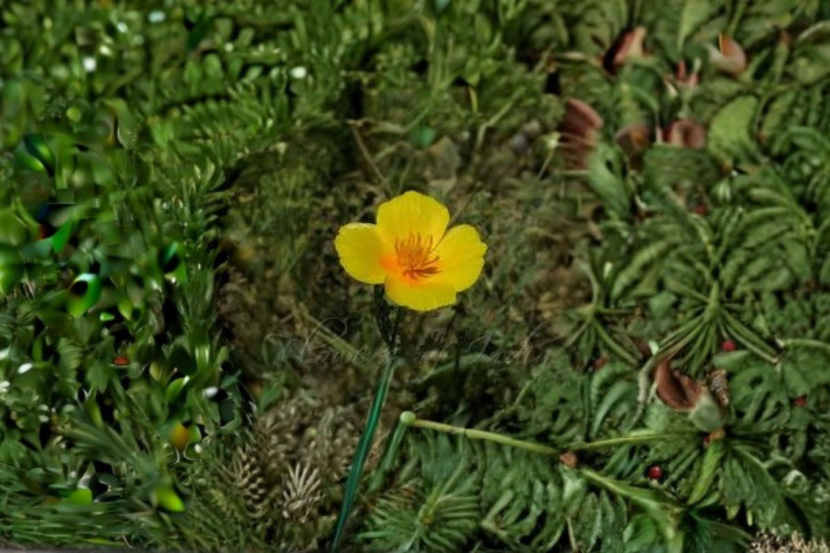 Tufted Dwarf California Poppy Seeds - Yellow Wildflower, Annual, Eschscholzia caespitosa, Low Growth, Garden Meadow Plant, 100 Seeds