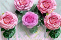 Lavender Lace Rose Live Plant – Lavender Pink Cut Rose for Balcony and Container Gardens