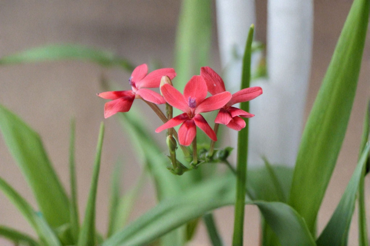 False Freesia 20 Bulbs – Lapeirousia laxa Ornamental Flower Bulbs