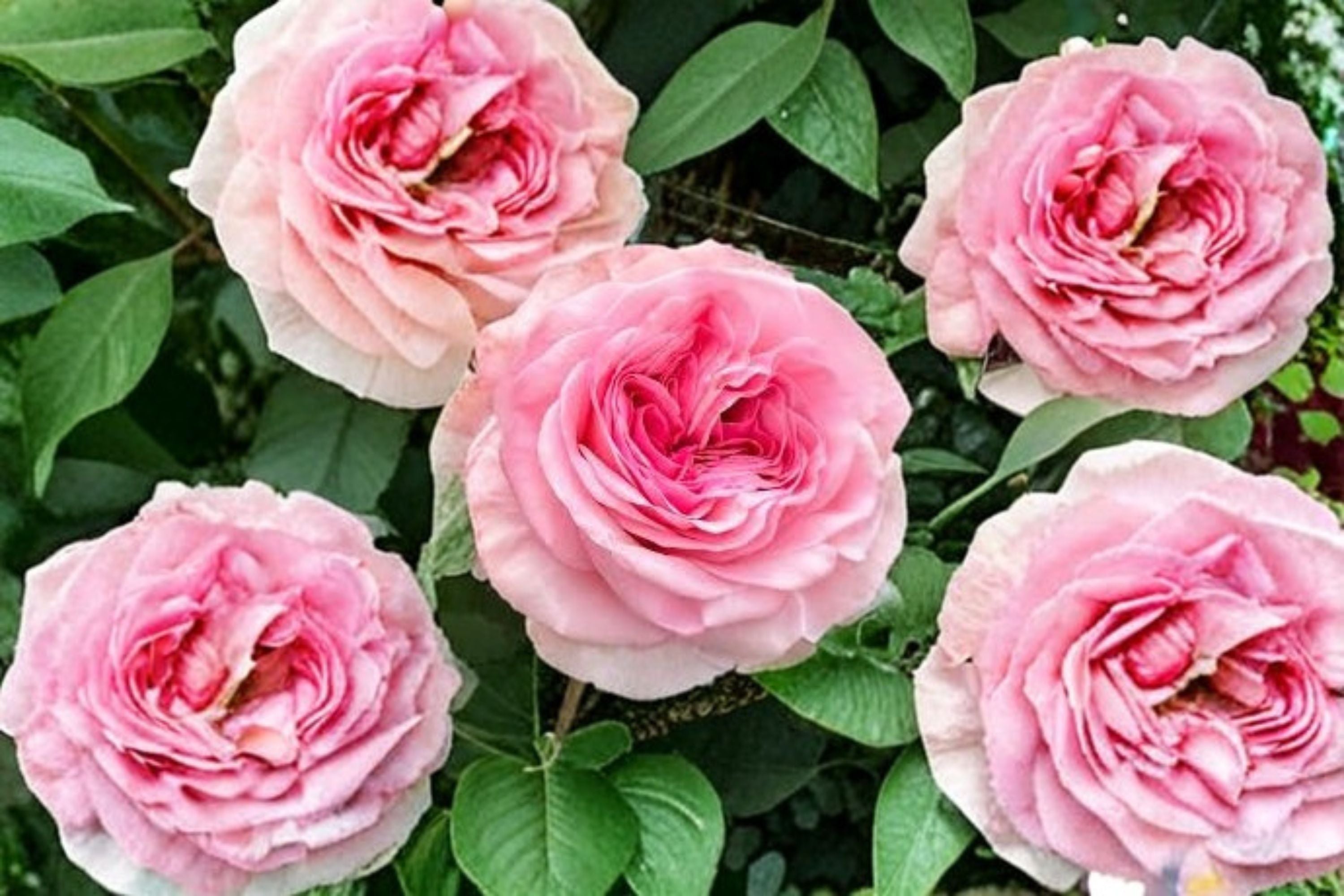 Gossip Girl Rose 1 Plant – Ornamental Shrub Rose Rosa sp.