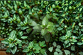 Chocolate Mint Plant – Mentha × piperita f. citrata ‘Chocolate’ Live Herb