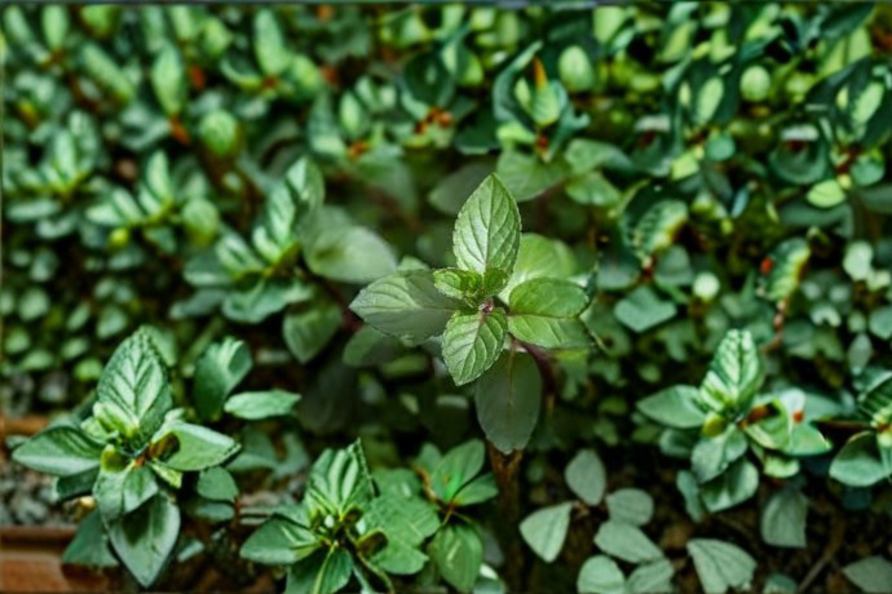 Chocolate Mint Plant – Mentha × piperita f. citrata ‘Chocolate’ Live Herb