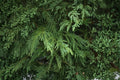 Leighton Green Leyland Cypress 1 Plant – Cupressocyparis leylandii ‘Leighton Green’